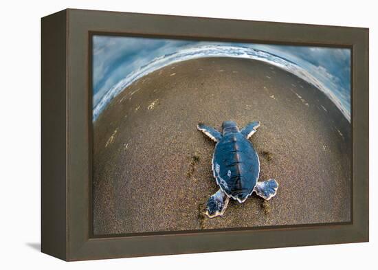 Green Sea Turtle (Chelonia Mydas) Hatchling, Tortuguero, Costa Rica-null-Framed Stretched Canvas