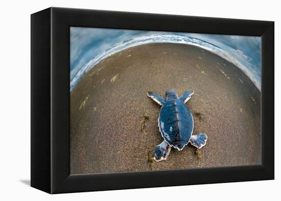 Green Sea Turtle (Chelonia Mydas) Hatchling, Tortuguero, Costa Rica-null-Framed Stretched Canvas