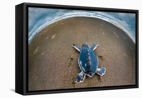 Green Sea Turtle (Chelonia Mydas) Hatchling, Tortuguero, Costa Rica-null-Framed Stretched Canvas