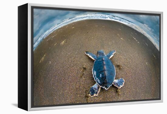 Green Sea Turtle (Chelonia Mydas) Hatchling, Tortuguero, Costa Rica-null-Framed Stretched Canvas