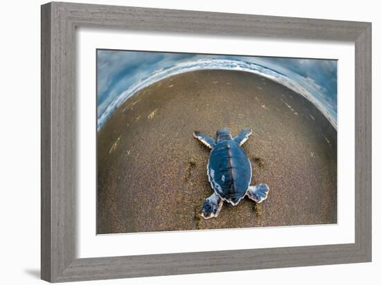 Green Sea Turtle (Chelonia Mydas) Hatchling, Tortuguero, Costa Rica-null-Framed Photographic Print