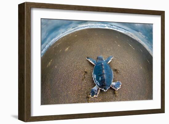 Green Sea Turtle (Chelonia Mydas) Hatchling, Tortuguero, Costa Rica-null-Framed Photographic Print