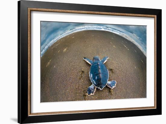 Green Sea Turtle (Chelonia Mydas) Hatchling, Tortuguero, Costa Rica-null-Framed Photographic Print