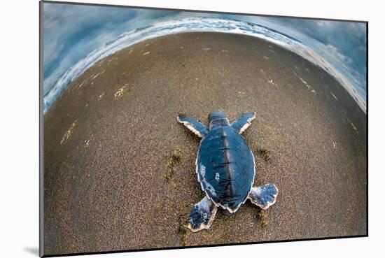 Green Sea Turtle (Chelonia Mydas) Hatchling, Tortuguero, Costa Rica-null-Mounted Photographic Print