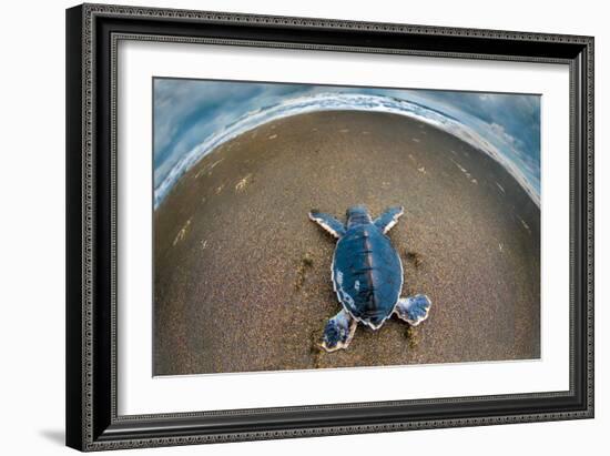 Green Sea Turtle (Chelonia Mydas) Hatchling, Tortuguero, Costa Rica-null-Framed Photographic Print