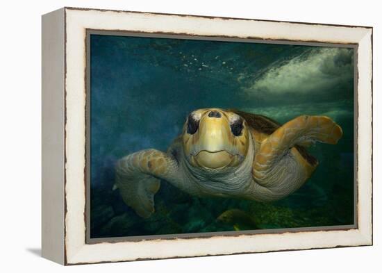 Green sea turtle (Chelonia mydas) head detail, Kailua-Kona, Hawaii-Andre Seale-Framed Premier Image Canvas