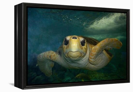 Green sea turtle (Chelonia mydas) head detail, Kailua-Kona, Hawaii-Andre Seale-Framed Premier Image Canvas