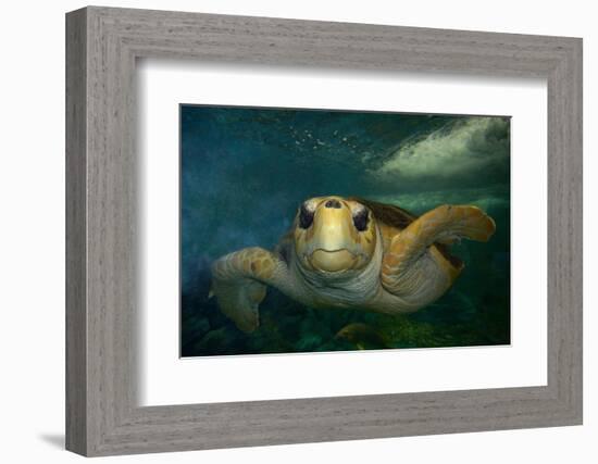 Green sea turtle (Chelonia mydas) head detail, Kailua-Kona, Hawaii-Andre Seale-Framed Photographic Print