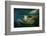 Green sea turtle (Chelonia mydas) head detail, Kailua-Kona, Hawaii-Andre Seale-Framed Photographic Print