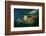 Green sea turtle (Chelonia mydas) head detail, Kailua-Kona, Hawaii-Andre Seale-Framed Photographic Print