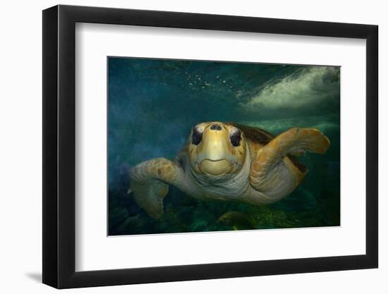 Green sea turtle (Chelonia mydas) head detail, Kailua-Kona, Hawaii-Andre Seale-Framed Photographic Print