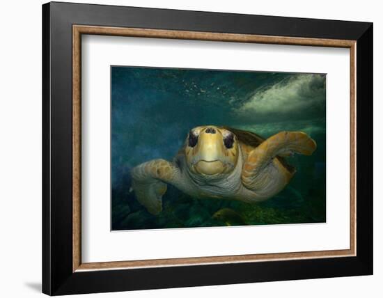 Green sea turtle (Chelonia mydas) head detail, Kailua-Kona, Hawaii-Andre Seale-Framed Photographic Print