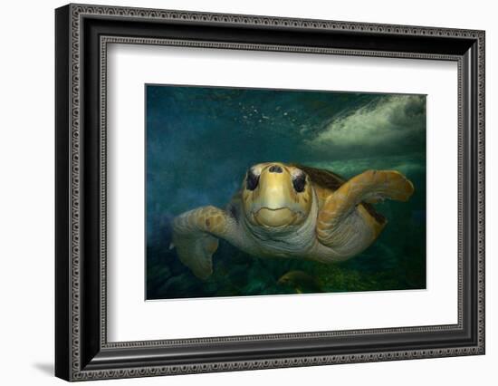 Green sea turtle (Chelonia mydas) head detail, Kailua-Kona, Hawaii-Andre Seale-Framed Photographic Print