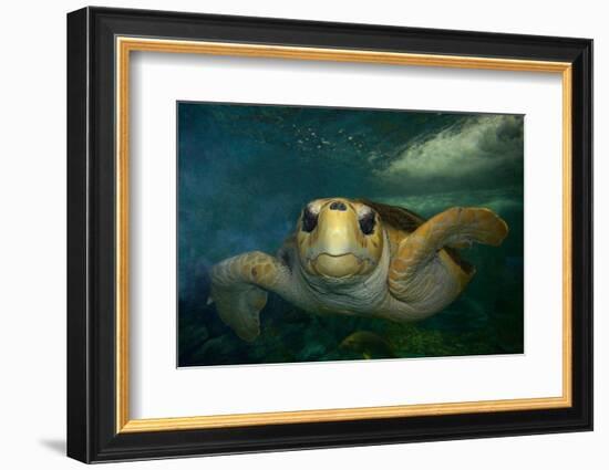 Green sea turtle (Chelonia mydas) head detail, Kailua-Kona, Hawaii-Andre Seale-Framed Photographic Print