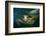 Green sea turtle (Chelonia mydas) head detail, Kailua-Kona, Hawaii-Andre Seale-Framed Photographic Print