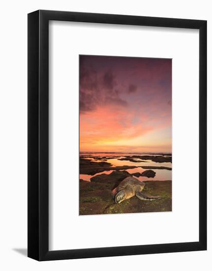 Green Sea Turtle (Chelonia mydas) on shore at sunset near Kona, Big Island, Hawaii-Stuart Westmorland-Framed Photographic Print