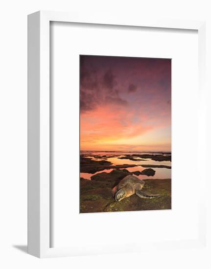 Green Sea Turtle (Chelonia mydas) on shore at sunset near Kona, Big Island, Hawaii-Stuart Westmorland-Framed Photographic Print