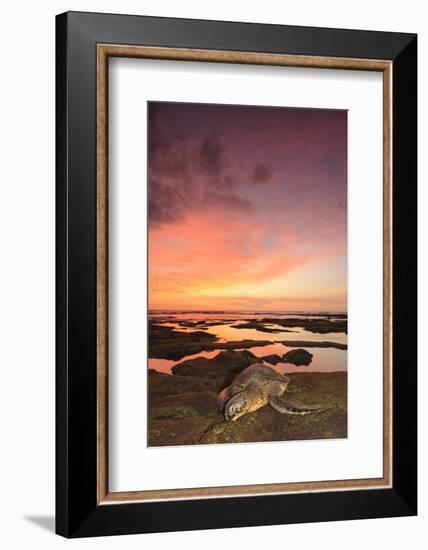 Green Sea Turtle (Chelonia mydas) on shore at sunset near Kona, Big Island, Hawaii-Stuart Westmorland-Framed Photographic Print