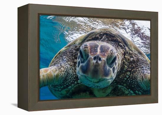 Green Sea Turtle (Chelonia Mydas) Underwater, Maui, Hawaii, United States of America, Pacific-Michael Nolan-Framed Premier Image Canvas