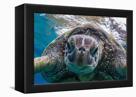 Green Sea Turtle (Chelonia Mydas) Underwater, Maui, Hawaii, United States of America, Pacific-Michael Nolan-Framed Premier Image Canvas