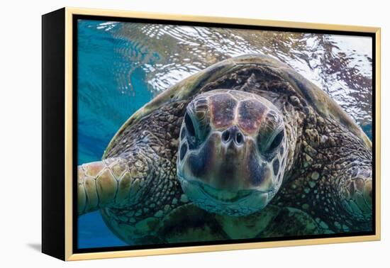 Green Sea Turtle (Chelonia Mydas) Underwater, Maui, Hawaii, United States of America, Pacific-Michael Nolan-Framed Premier Image Canvas