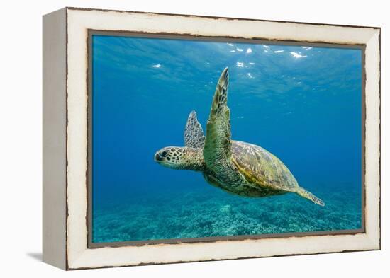 Green Sea Turtle (Chelonia Mydas) Underwater, Maui, Hawaii, United States of America, Pacific-Michael Nolan-Framed Premier Image Canvas