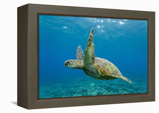 Green Sea Turtle (Chelonia Mydas) Underwater, Maui, Hawaii, United States of America, Pacific-Michael Nolan-Framed Premier Image Canvas
