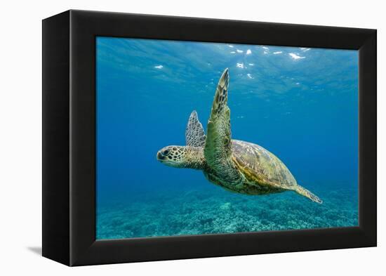 Green Sea Turtle (Chelonia Mydas) Underwater, Maui, Hawaii, United States of America, Pacific-Michael Nolan-Framed Premier Image Canvas