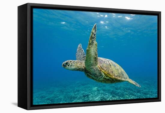 Green Sea Turtle (Chelonia Mydas) Underwater, Maui, Hawaii, United States of America, Pacific-Michael Nolan-Framed Premier Image Canvas