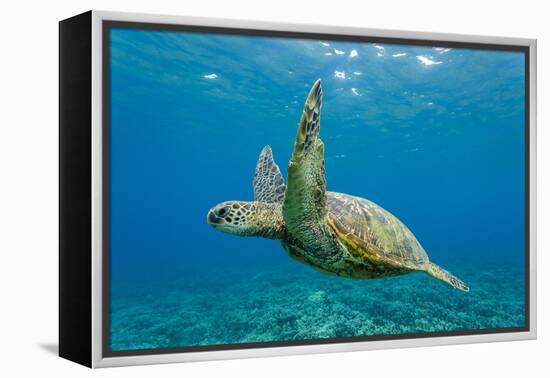 Green Sea Turtle (Chelonia Mydas) Underwater, Maui, Hawaii, United States of America, Pacific-Michael Nolan-Framed Premier Image Canvas