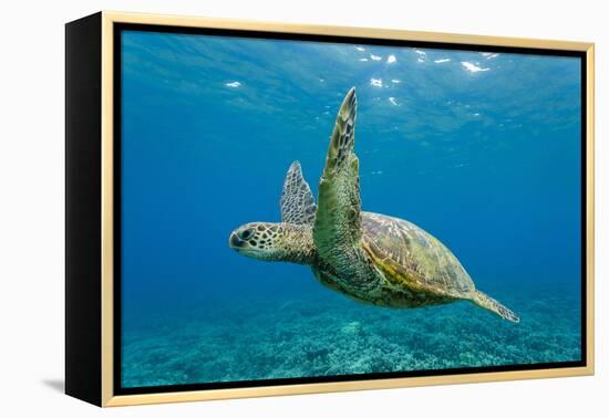 Green Sea Turtle (Chelonia Mydas) Underwater, Maui, Hawaii, United States of America, Pacific-Michael Nolan-Framed Premier Image Canvas