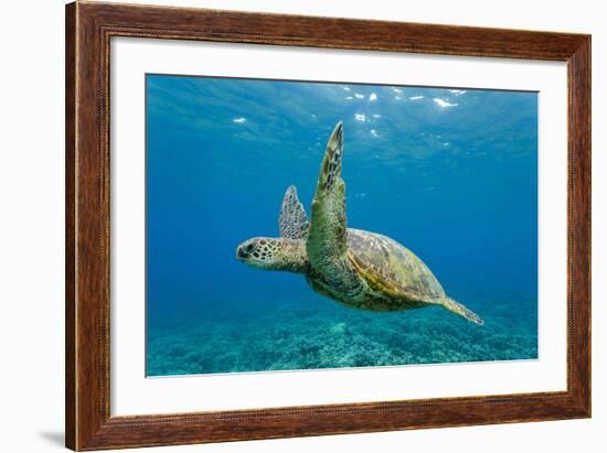 Green Sea Turtle (Chelonia Mydas) Underwater, Maui, Hawaii, United States of America, Pacific-Michael Nolan-Framed Photographic Print