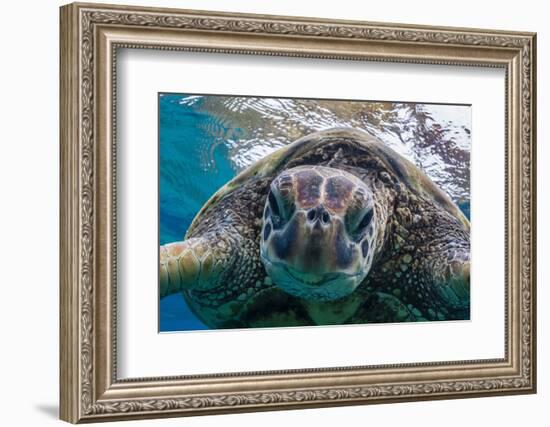 Green Sea Turtle (Chelonia Mydas) Underwater, Maui, Hawaii, United States of America, Pacific-Michael Nolan-Framed Photographic Print