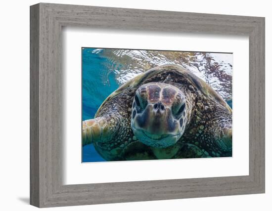 Green Sea Turtle (Chelonia Mydas) Underwater, Maui, Hawaii, United States of America, Pacific-Michael Nolan-Framed Photographic Print