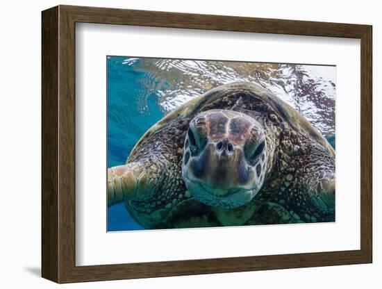 Green Sea Turtle (Chelonia Mydas) Underwater, Maui, Hawaii, United States of America, Pacific-Michael Nolan-Framed Photographic Print