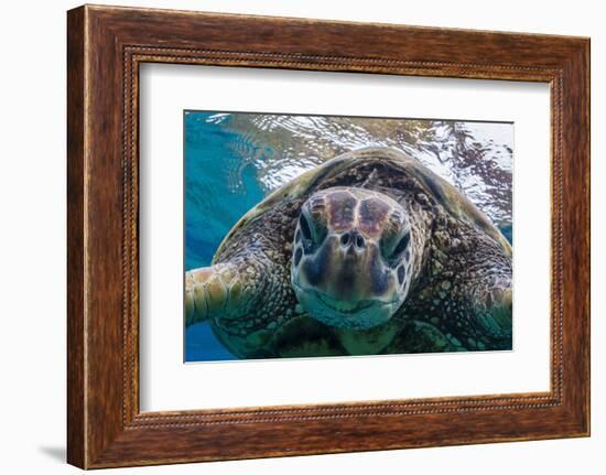 Green Sea Turtle (Chelonia Mydas) Underwater, Maui, Hawaii, United States of America, Pacific-Michael Nolan-Framed Photographic Print