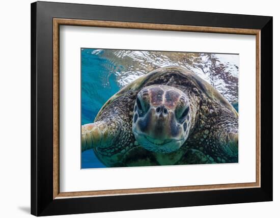 Green Sea Turtle (Chelonia Mydas) Underwater, Maui, Hawaii, United States of America, Pacific-Michael Nolan-Framed Photographic Print