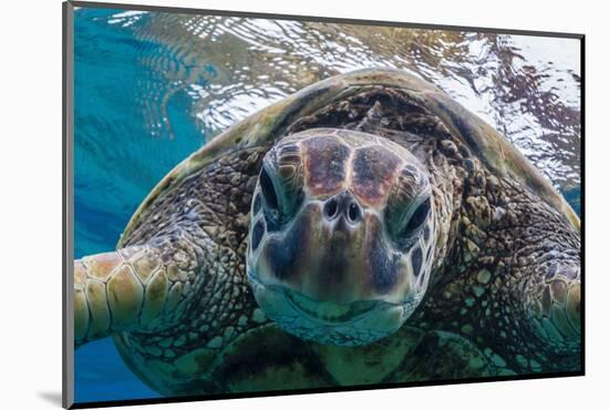 Green Sea Turtle (Chelonia Mydas) Underwater, Maui, Hawaii, United States of America, Pacific-Michael Nolan-Mounted Photographic Print