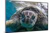 Green Sea Turtle (Chelonia Mydas) Underwater, Maui, Hawaii, United States of America, Pacific-Michael Nolan-Mounted Photographic Print