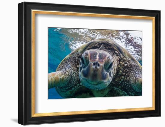 Green Sea Turtle (Chelonia Mydas) Underwater, Maui, Hawaii, United States of America, Pacific-Michael Nolan-Framed Photographic Print