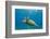 Green Sea Turtle (Chelonia Mydas) Underwater, Maui, Hawaii, United States of America, Pacific-Michael Nolan-Framed Photographic Print