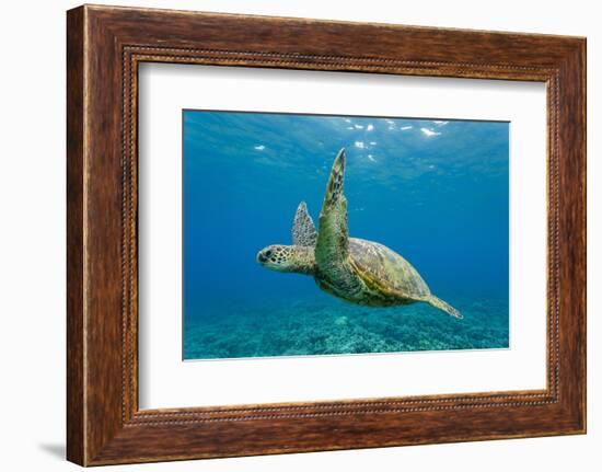 Green Sea Turtle (Chelonia Mydas) Underwater, Maui, Hawaii, United States of America, Pacific-Michael Nolan-Framed Photographic Print