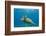 Green Sea Turtle (Chelonia Mydas) Underwater, Maui, Hawaii, United States of America, Pacific-Michael Nolan-Framed Photographic Print