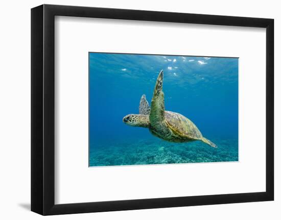 Green Sea Turtle (Chelonia Mydas) Underwater, Maui, Hawaii, United States of America, Pacific-Michael Nolan-Framed Photographic Print