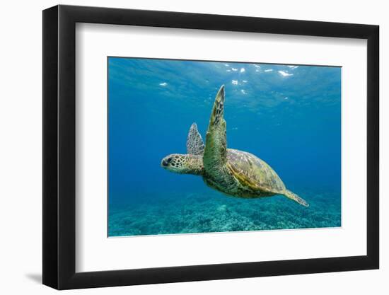 Green Sea Turtle (Chelonia Mydas) Underwater, Maui, Hawaii, United States of America, Pacific-Michael Nolan-Framed Photographic Print