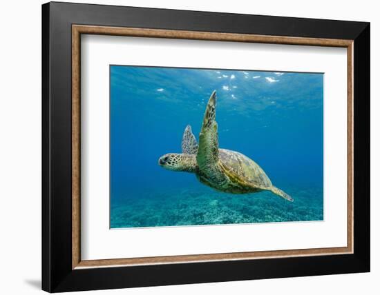 Green Sea Turtle (Chelonia Mydas) Underwater, Maui, Hawaii, United States of America, Pacific-Michael Nolan-Framed Photographic Print