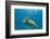 Green Sea Turtle (Chelonia Mydas) Underwater, Maui, Hawaii, United States of America, Pacific-Michael Nolan-Framed Photographic Print