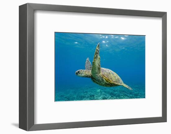 Green Sea Turtle (Chelonia Mydas) Underwater, Maui, Hawaii, United States of America, Pacific-Michael Nolan-Framed Photographic Print