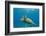 Green Sea Turtle (Chelonia Mydas) Underwater, Maui, Hawaii, United States of America, Pacific-Michael Nolan-Framed Photographic Print