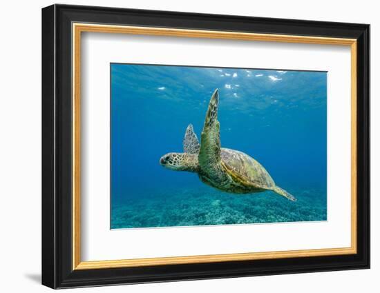 Green Sea Turtle (Chelonia Mydas) Underwater, Maui, Hawaii, United States of America, Pacific-Michael Nolan-Framed Photographic Print